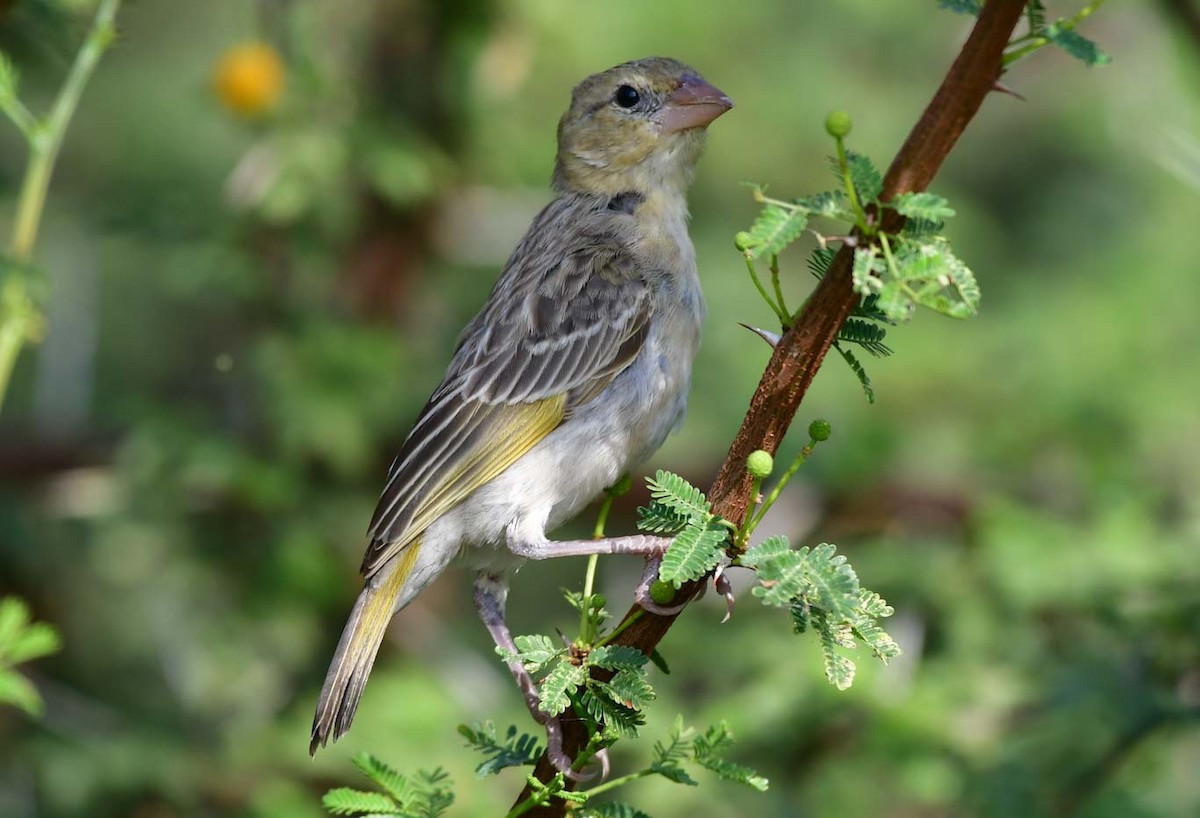 Rüppell's Weaver - Özgür Ekincioğlu