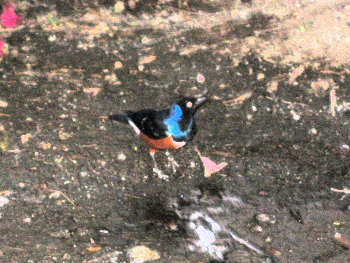 Superb Starling - ML615624578