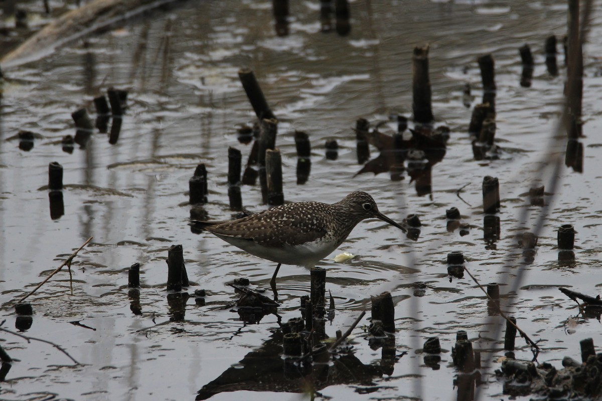 Solitary Sandpiper - ML615624579