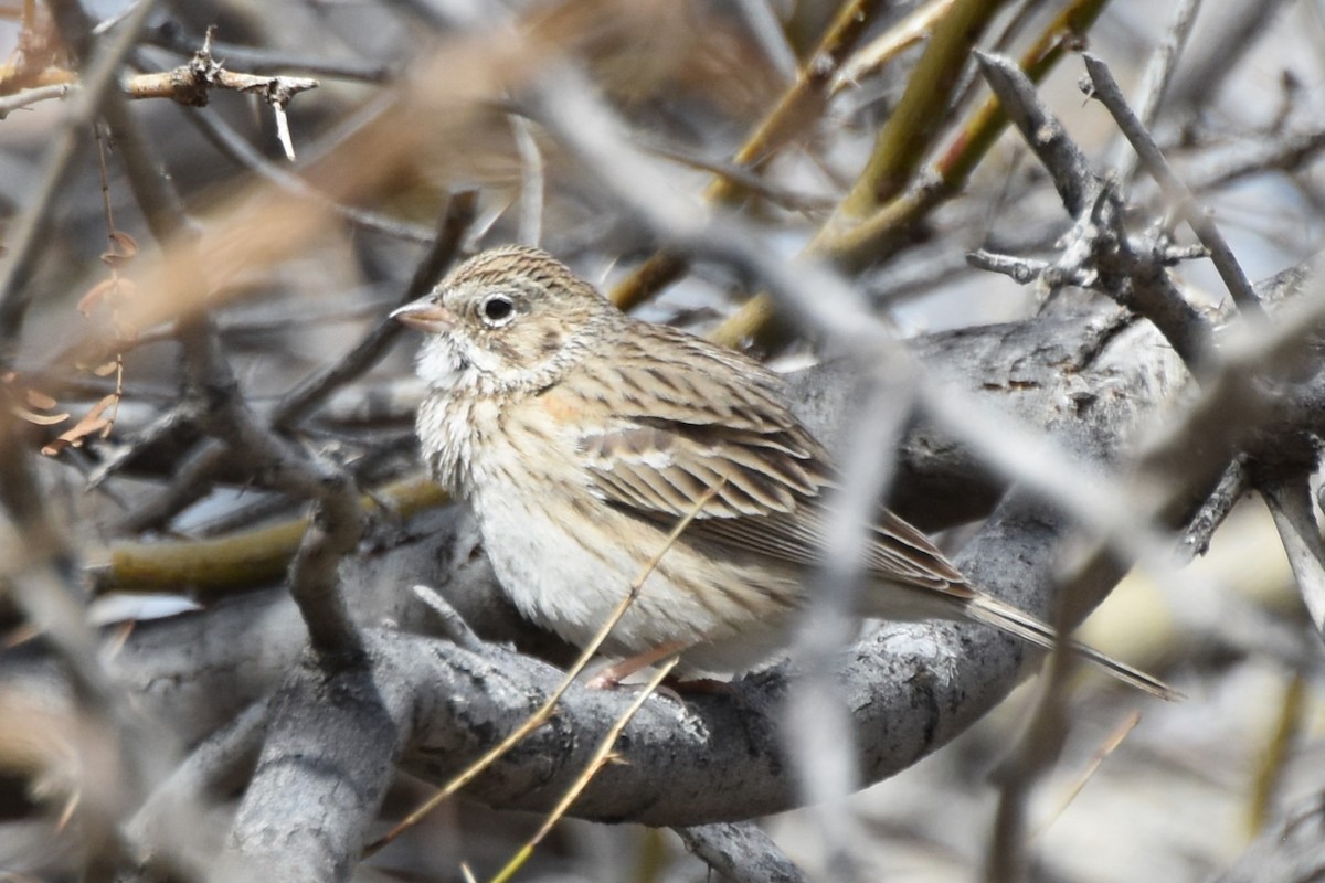 Vesper Sparrow - ML615624608