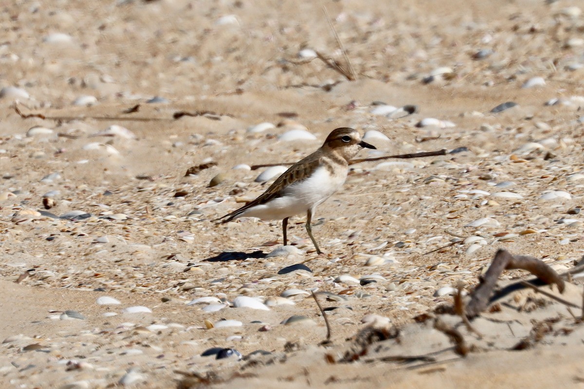 Double-banded Plover - ML615624639