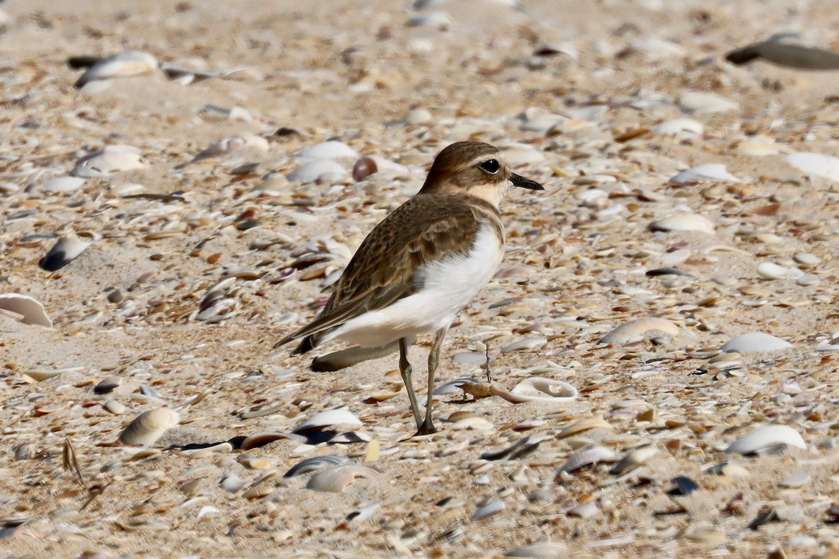 Double-banded Plover - ML615624647