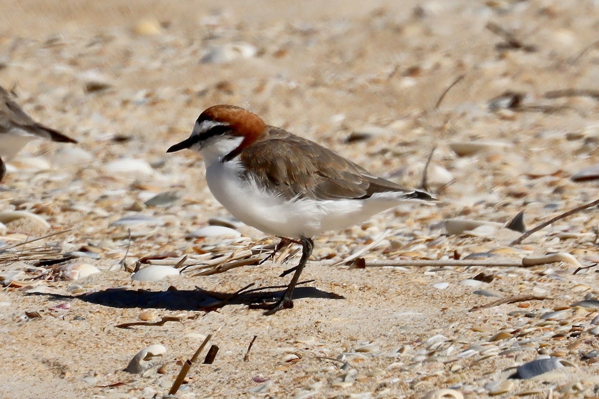 Red-capped Plover - ML615624649