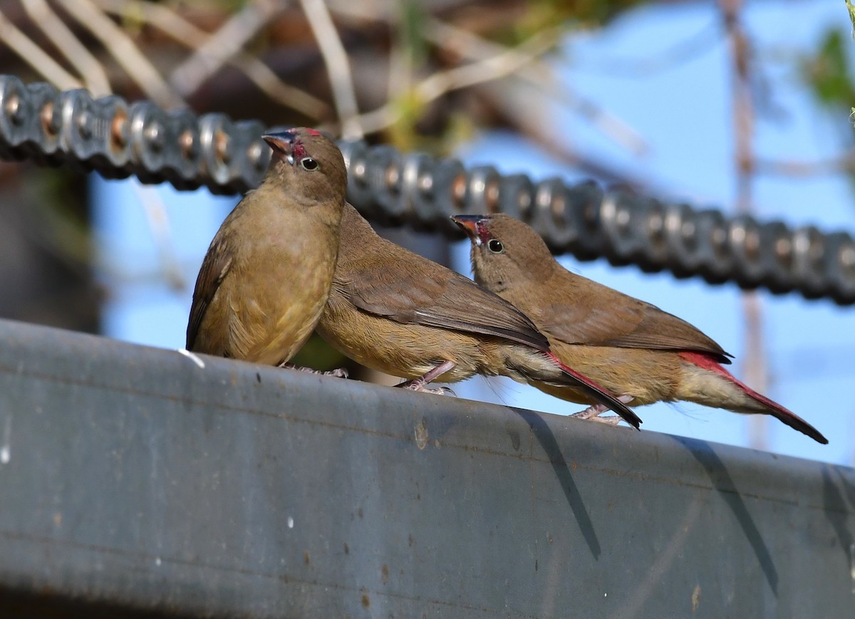 Red-billed Firefinch - Özgür Ekincioğlu