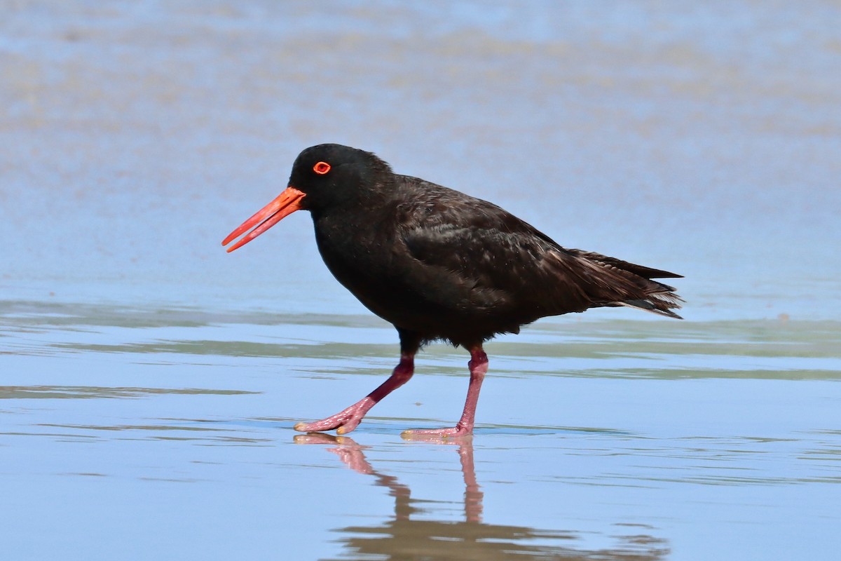 Sooty Oystercatcher - Robert Hamilton