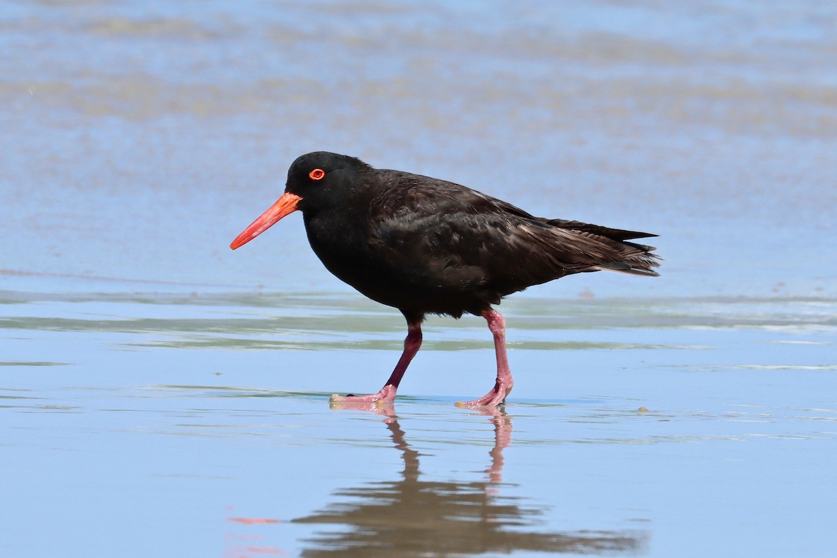 Sooty Oystercatcher - ML615624676