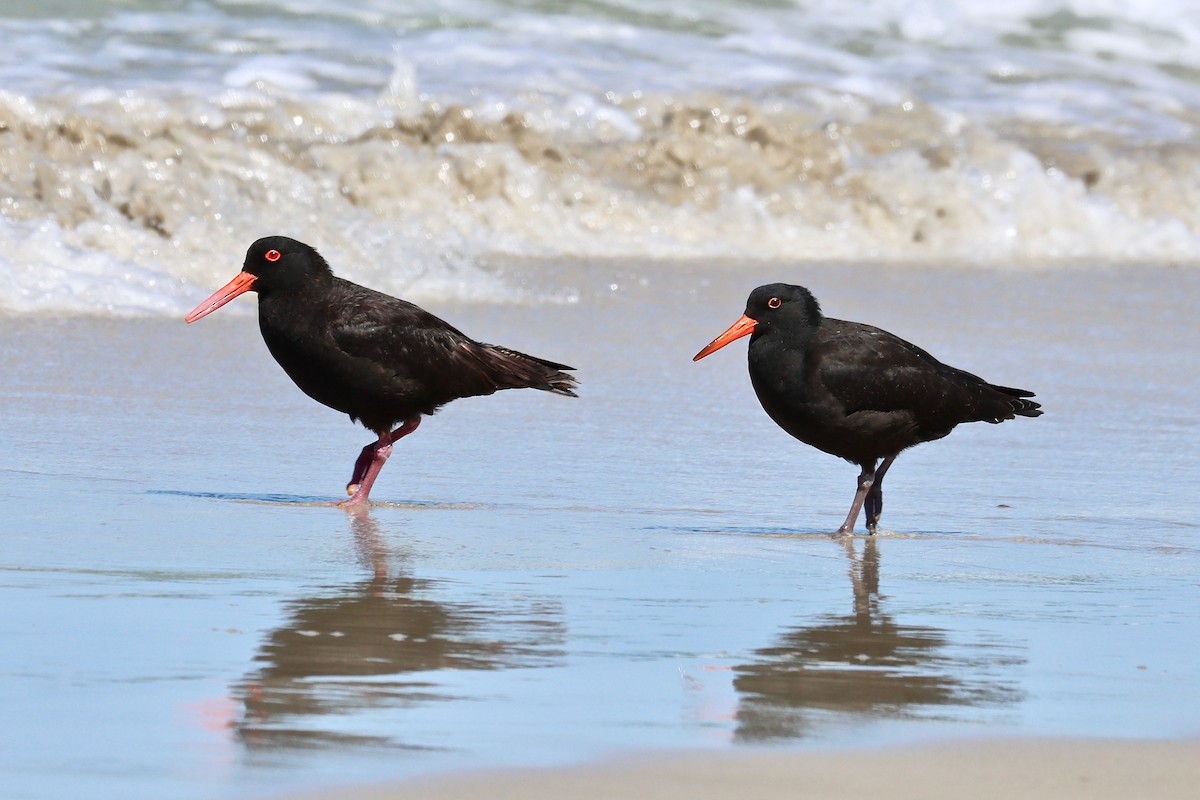 Sooty Oystercatcher - ML615624694