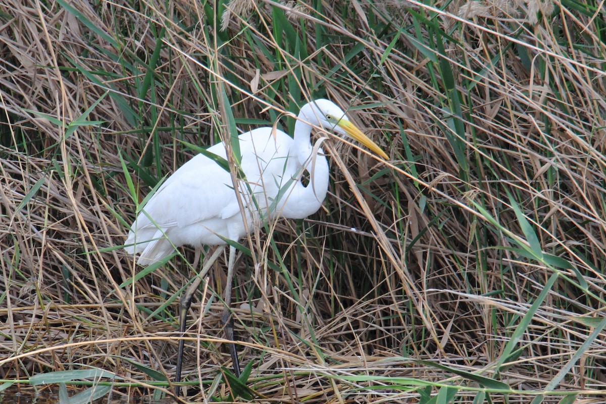 Great Egret - ML615624739