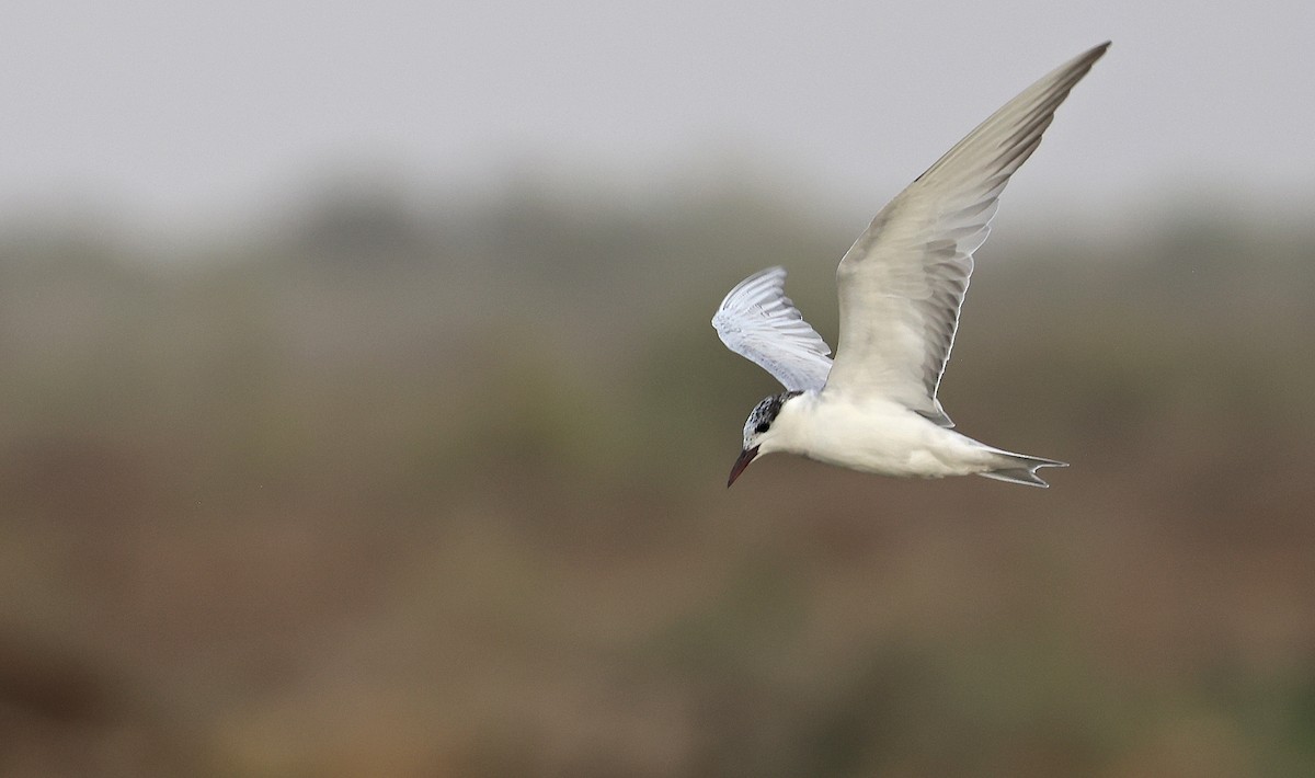 Whiskered Tern - ML615624740