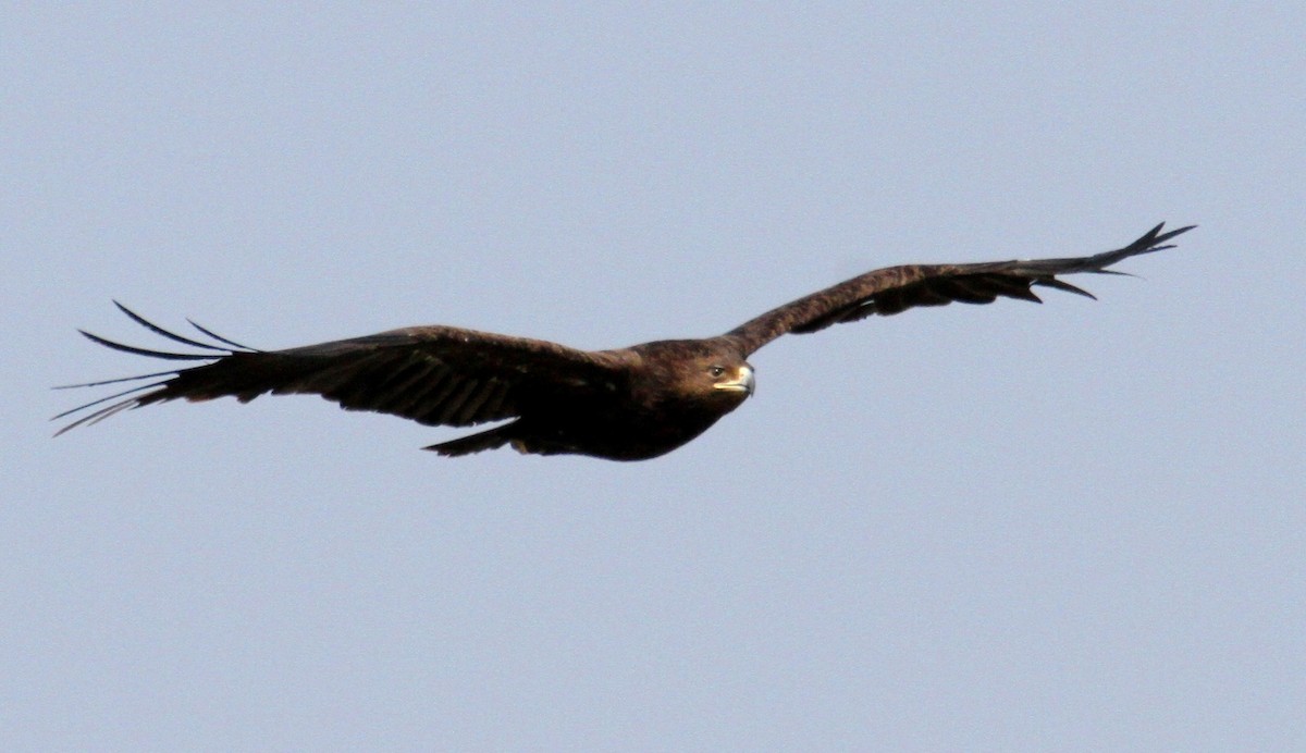 Greater Spotted Eagle - ML615624762