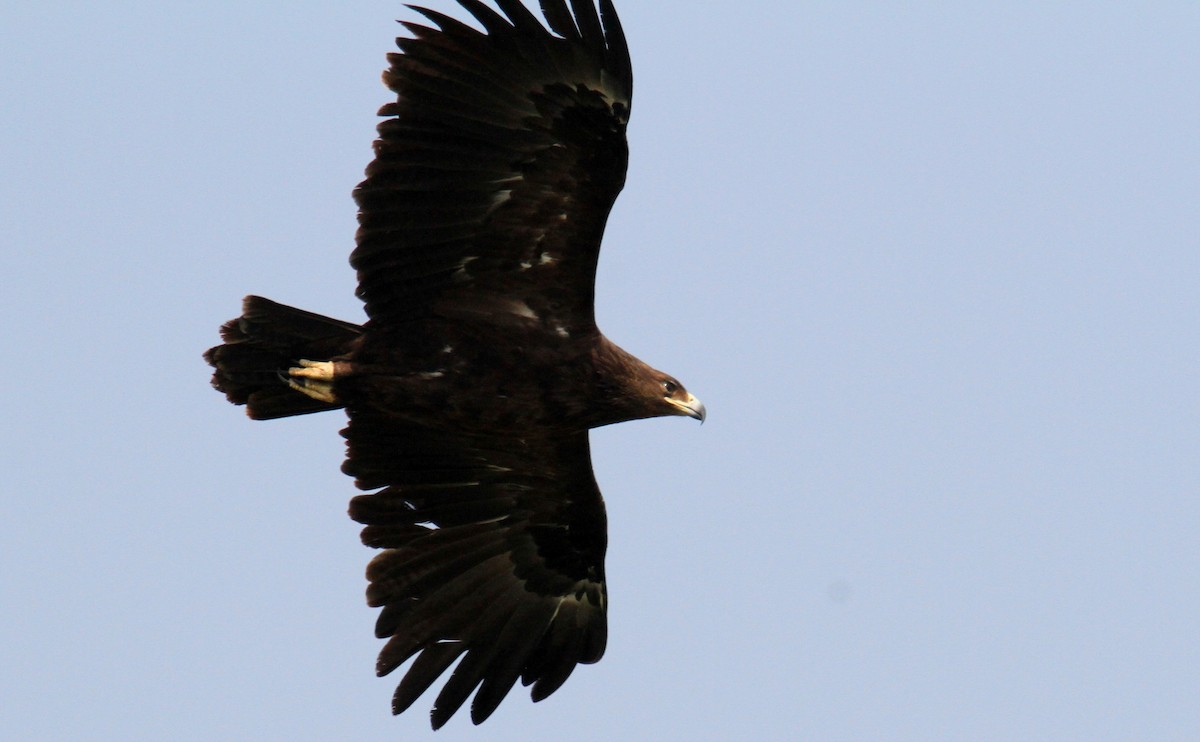 Greater Spotted Eagle - ML615624764