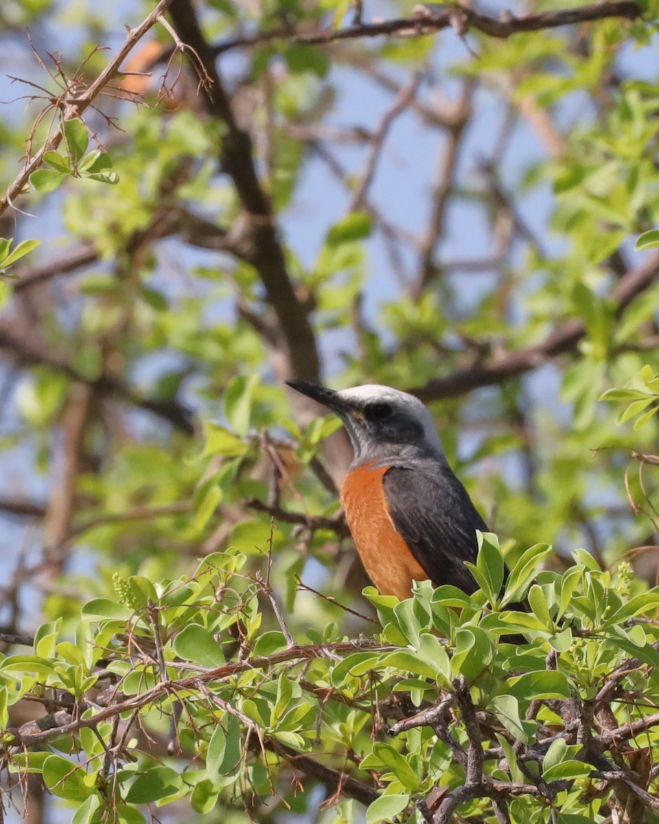 Short-toed Rock-Thrush - Mick Drews