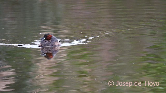 Little Grebe - ML615624790