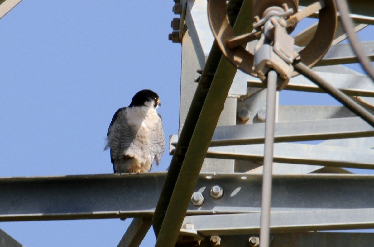 Peregrine Falcon - ML615624792