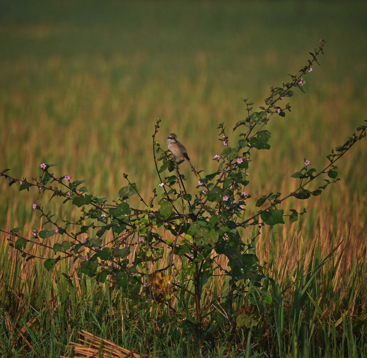 Brown Shrike - Abhishek Sharma