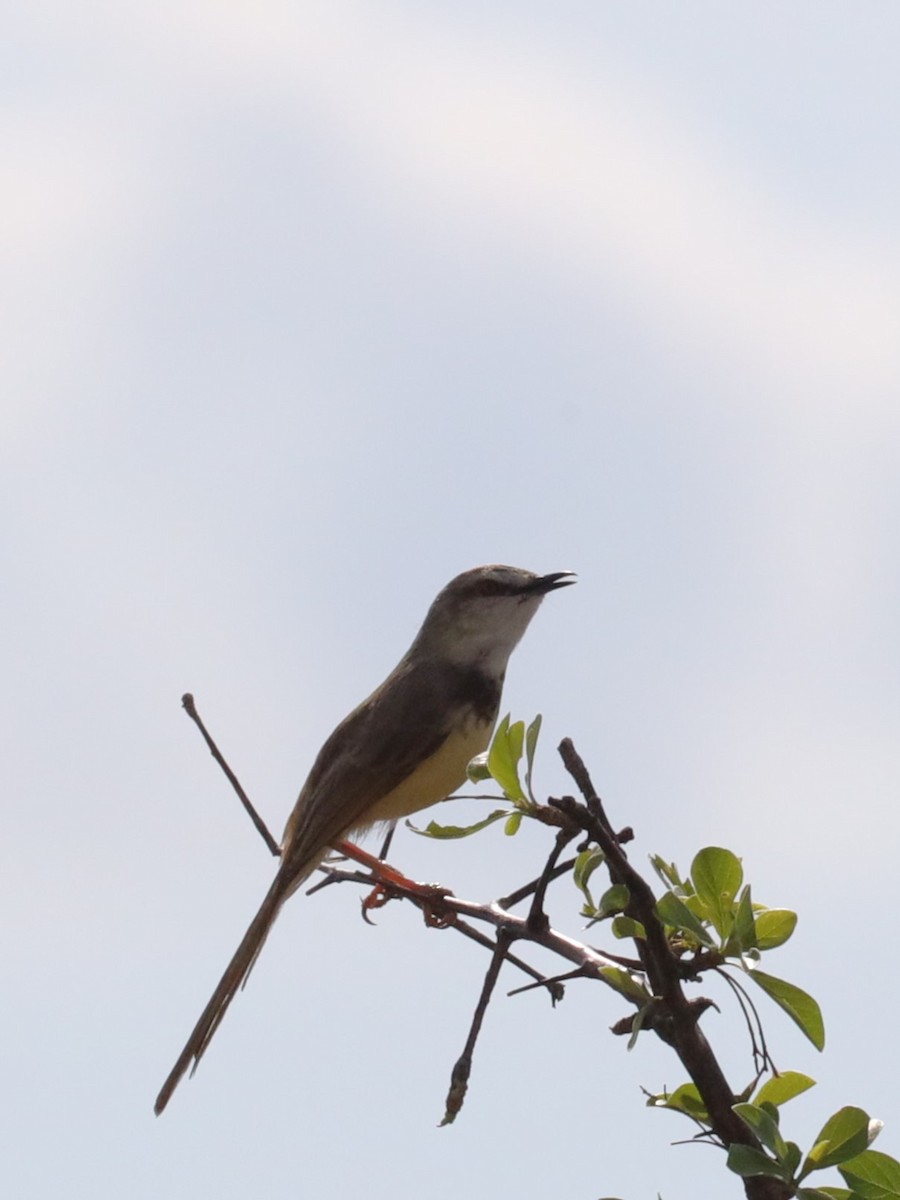 Black-chested Prinia - ML615624834