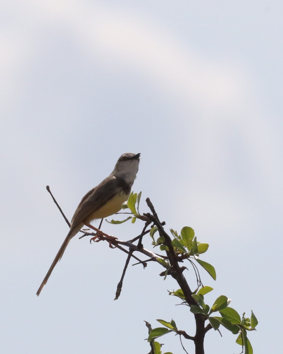 Black-chested Prinia - ML615624835