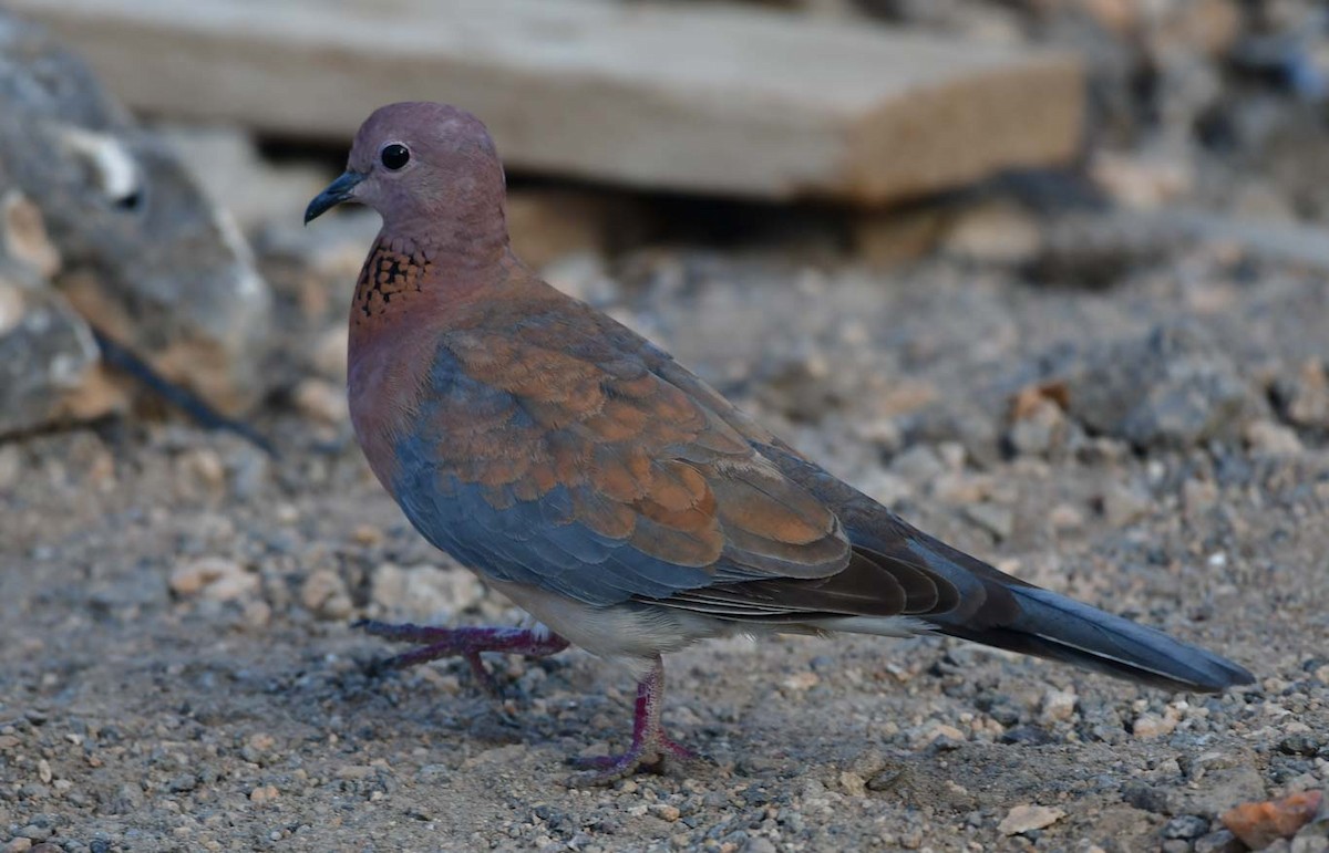 Laughing Dove - Özgür Ekincioğlu