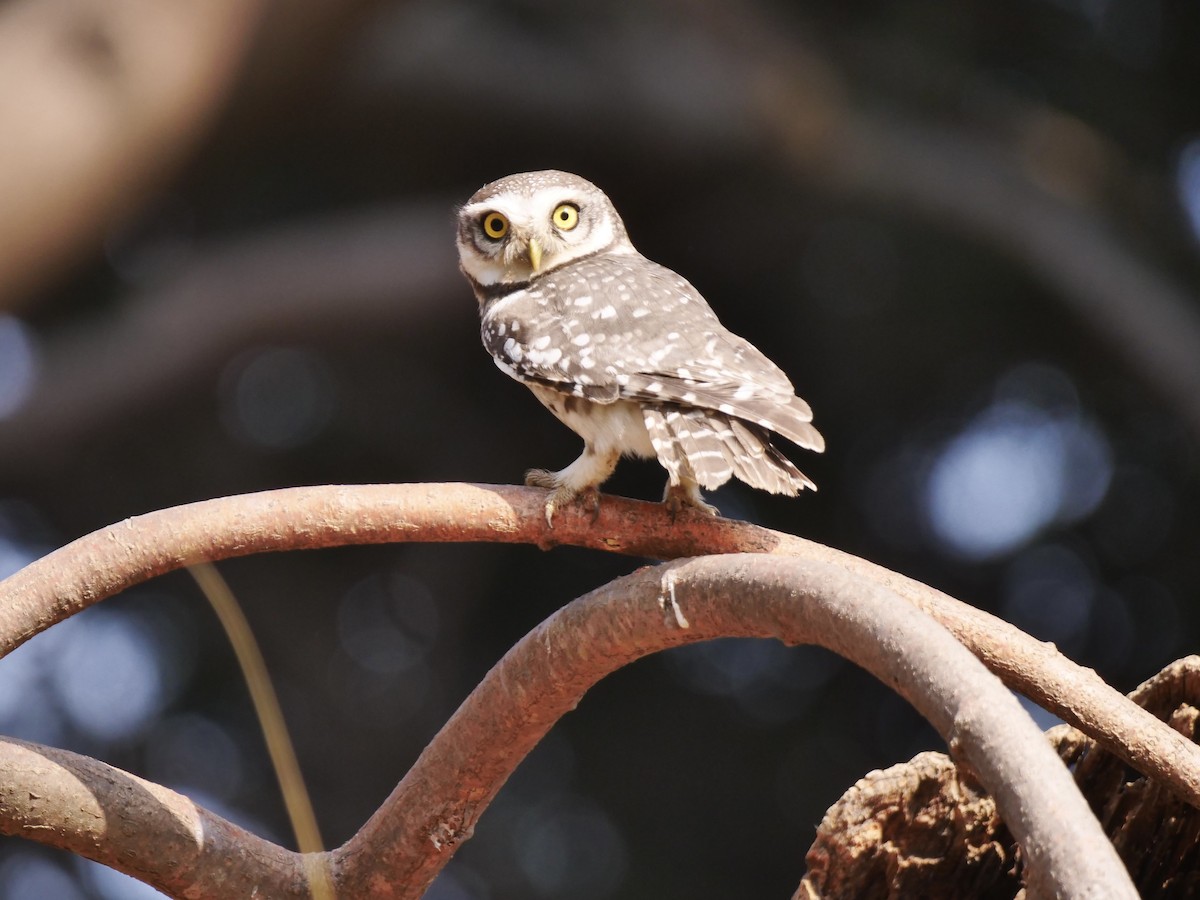 Spotted Owlet - ML615624851