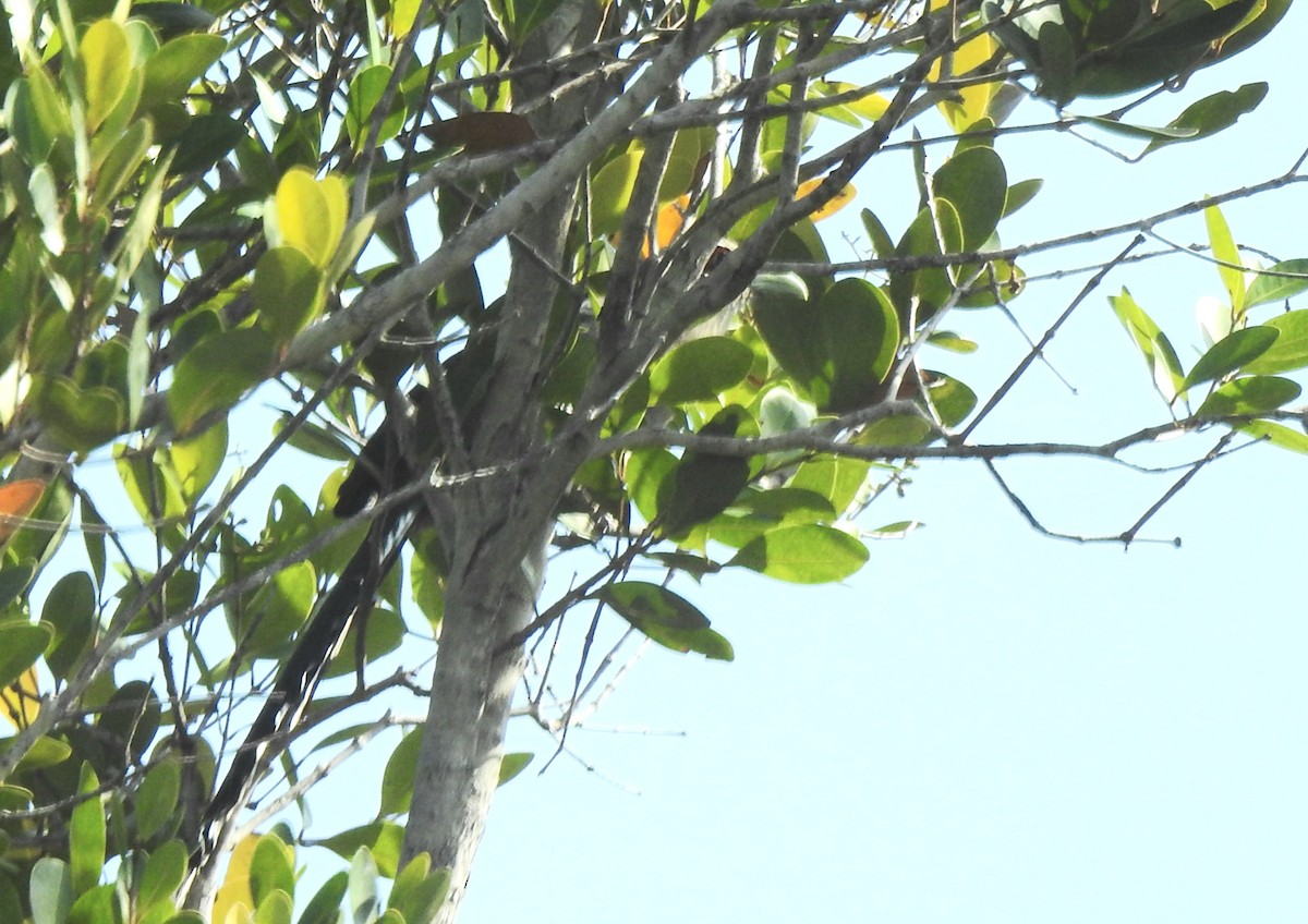 Black-bellied Malkoha - ML615624853