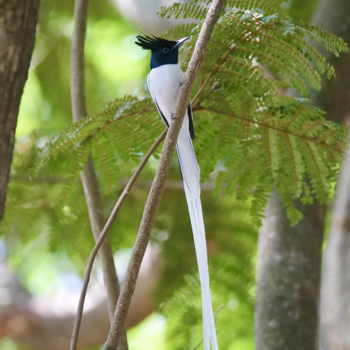 Indian Paradise-Flycatcher - ML615624855