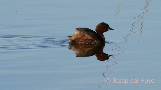 Little Grebe - ML615624873