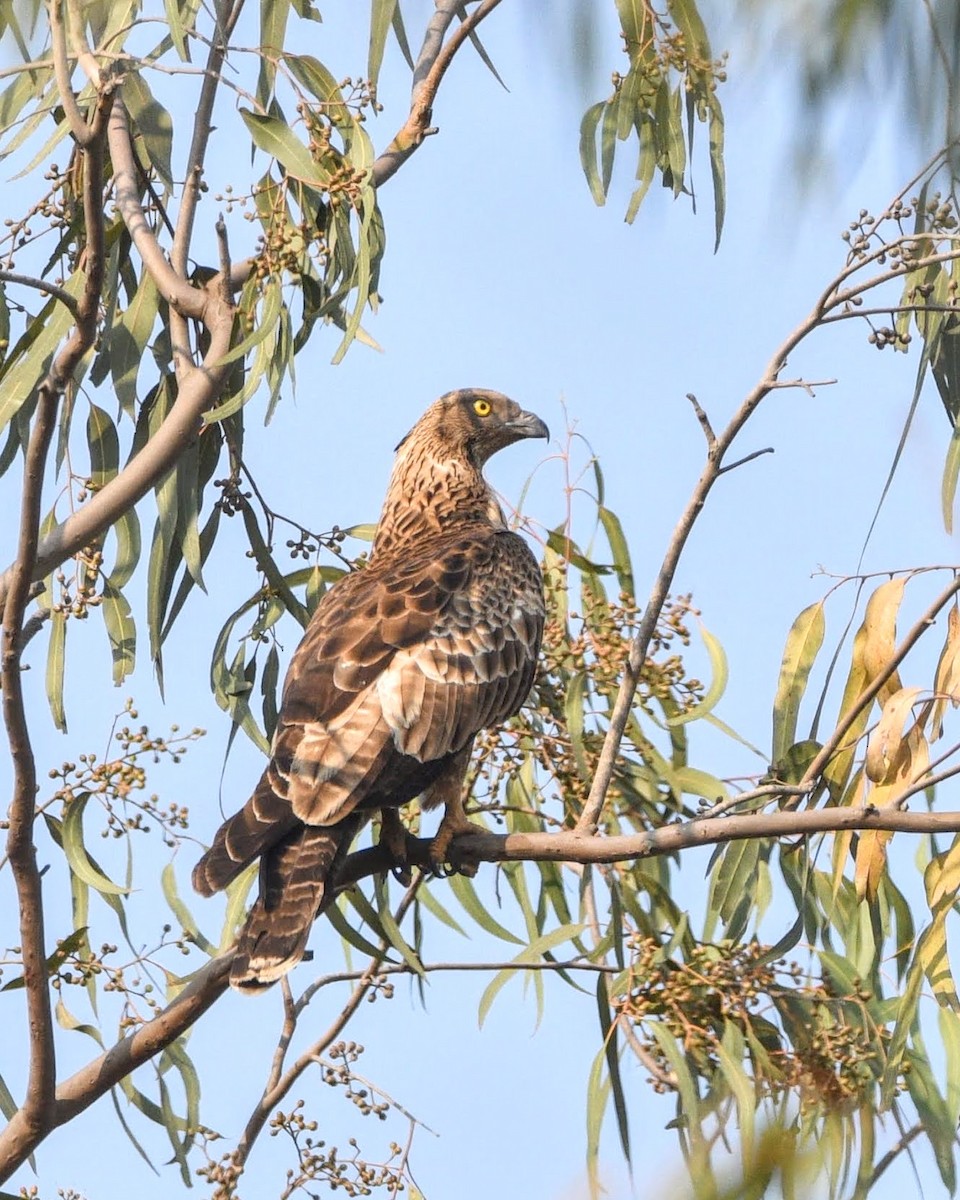 Oriental Honey-buzzard - Thrilok Narayanappa