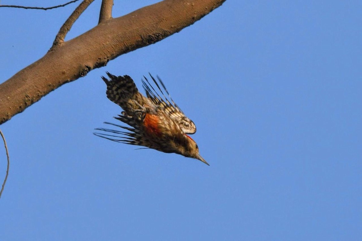 Yellow-crowned Woodpecker - Thrilok Narayanappa