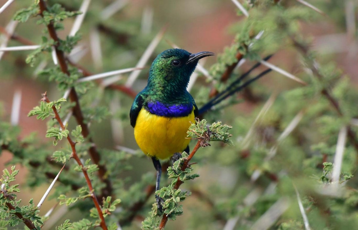 Nile Valley Sunbird - Özgür Ekincioğlu