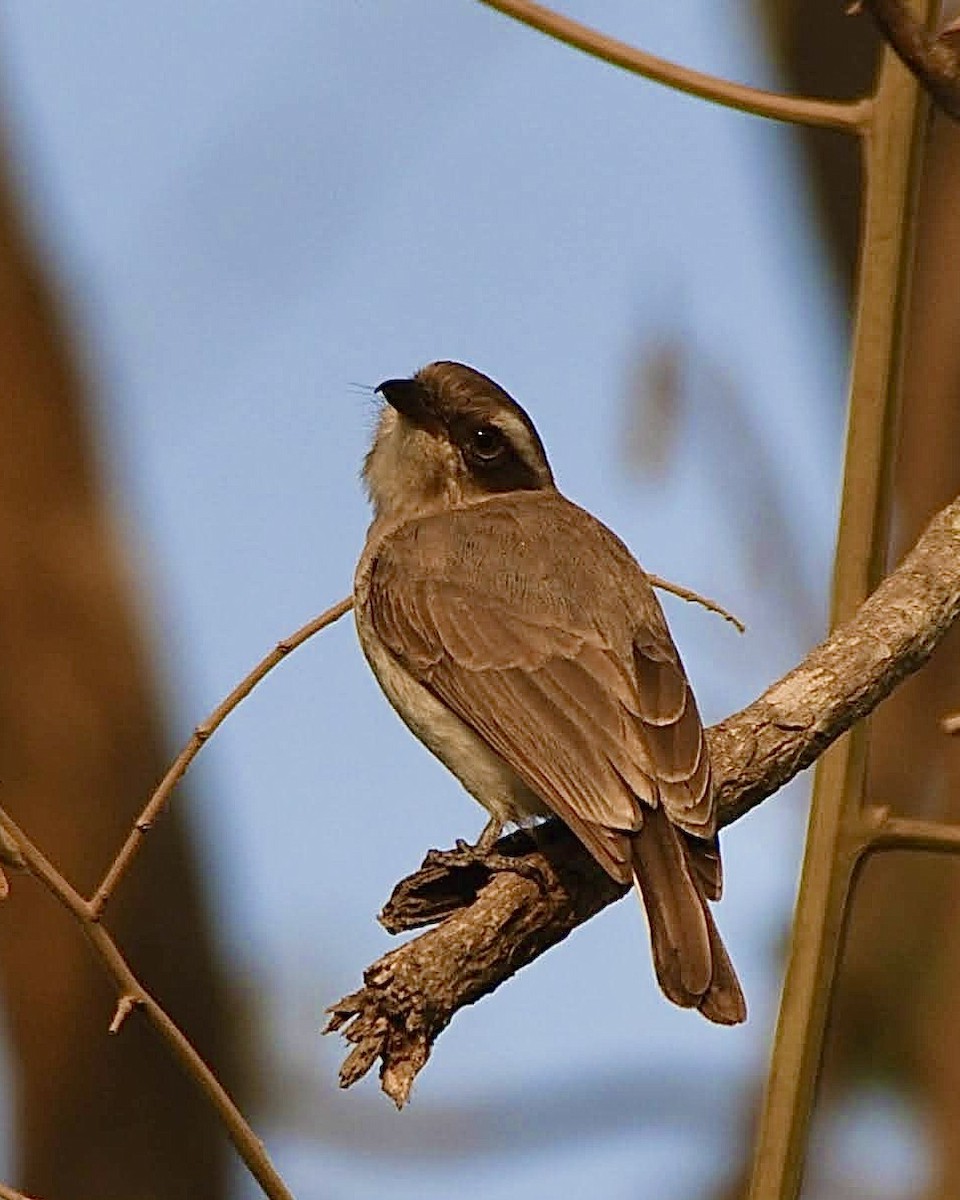 Common Woodshrike - Thrilok Narayanappa