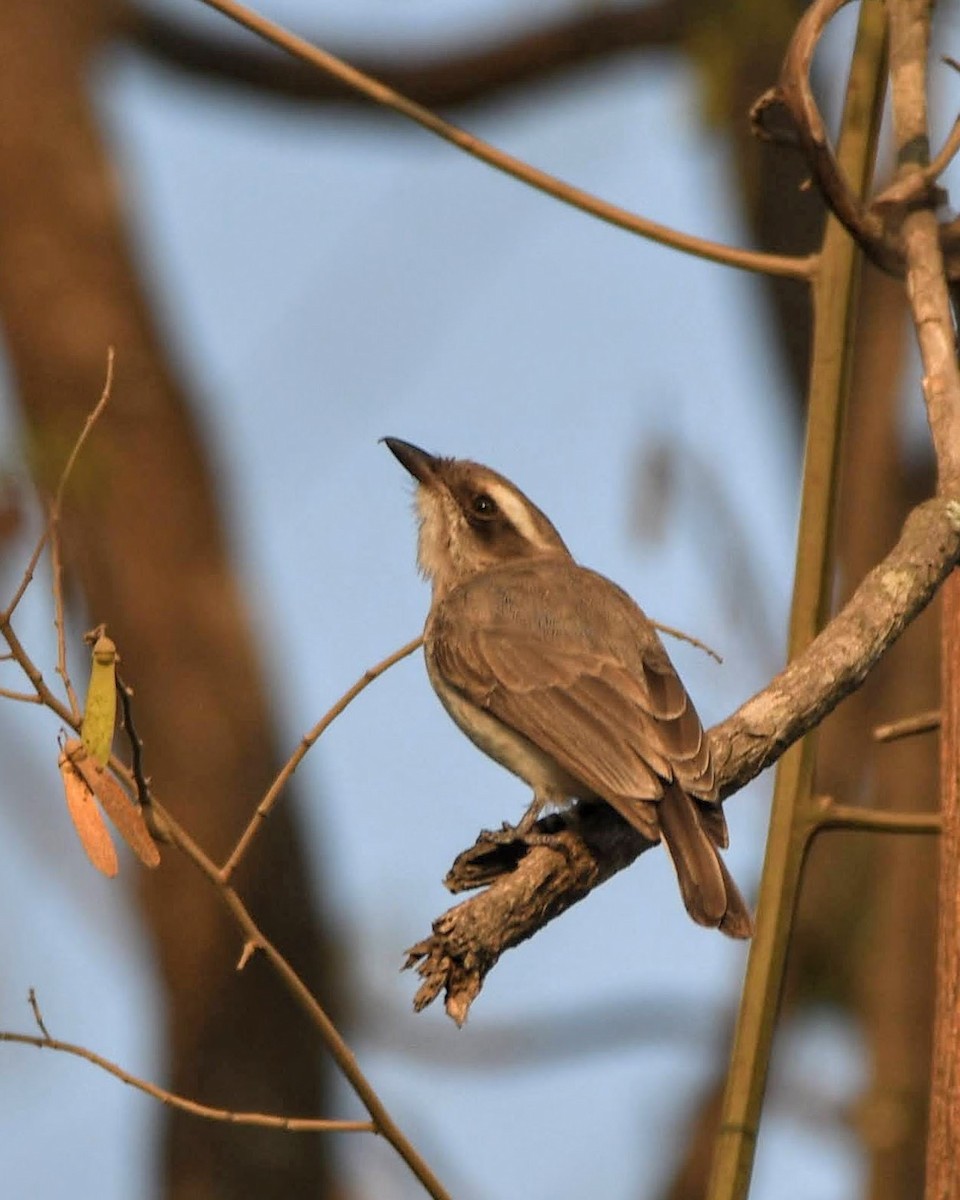 Common Woodshrike - ML615624914