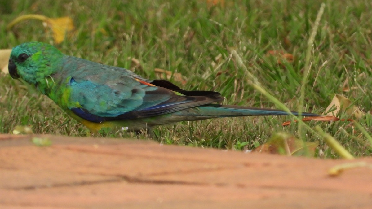 Red-rumped Parrot - ML615624932