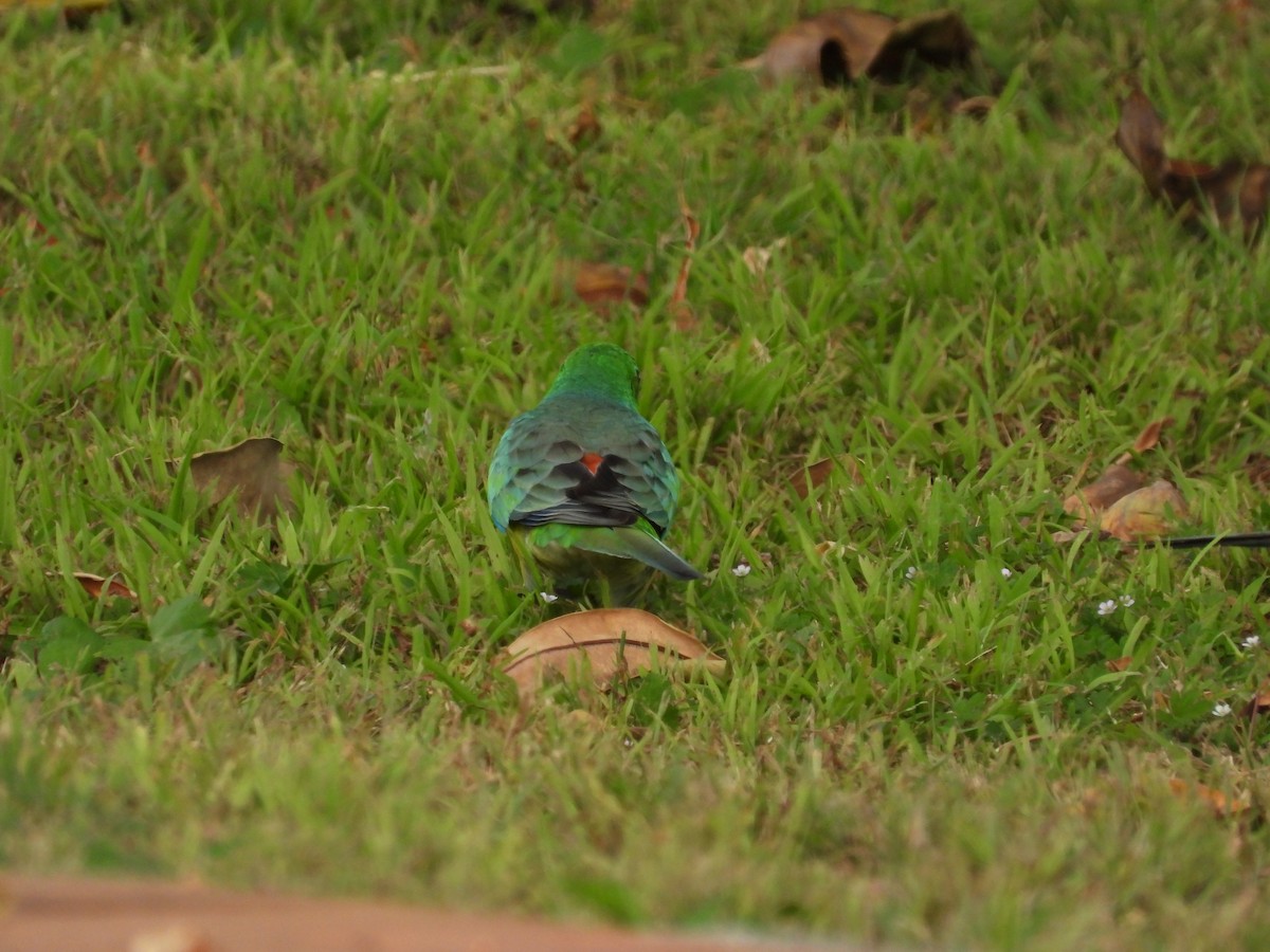 Red-rumped Parrot - ML615624933