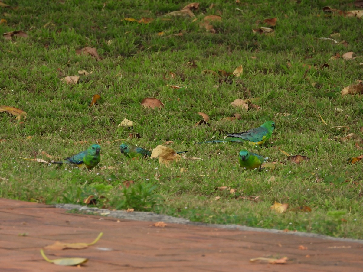 Red-rumped Parrot - ML615624934