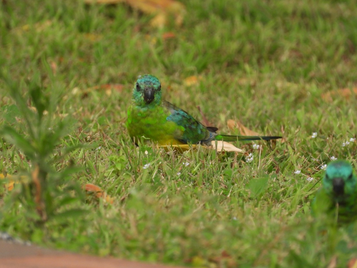 Red-rumped Parrot - ML615624937