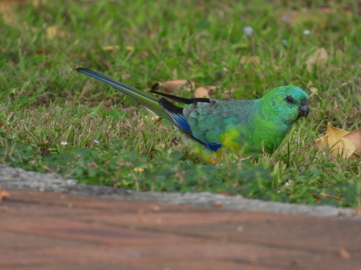 Red-rumped Parrot - ML615624938
