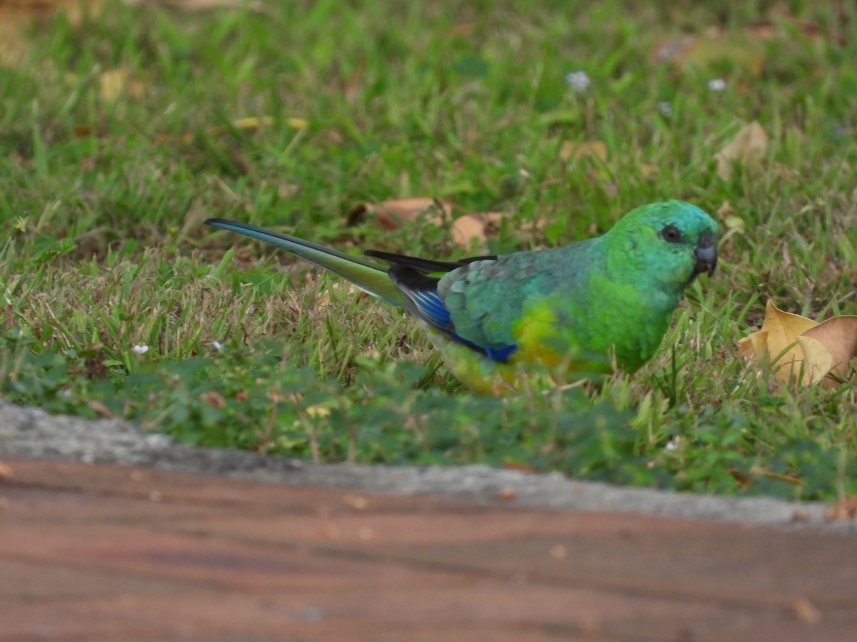 Red-rumped Parrot - ML615624939
