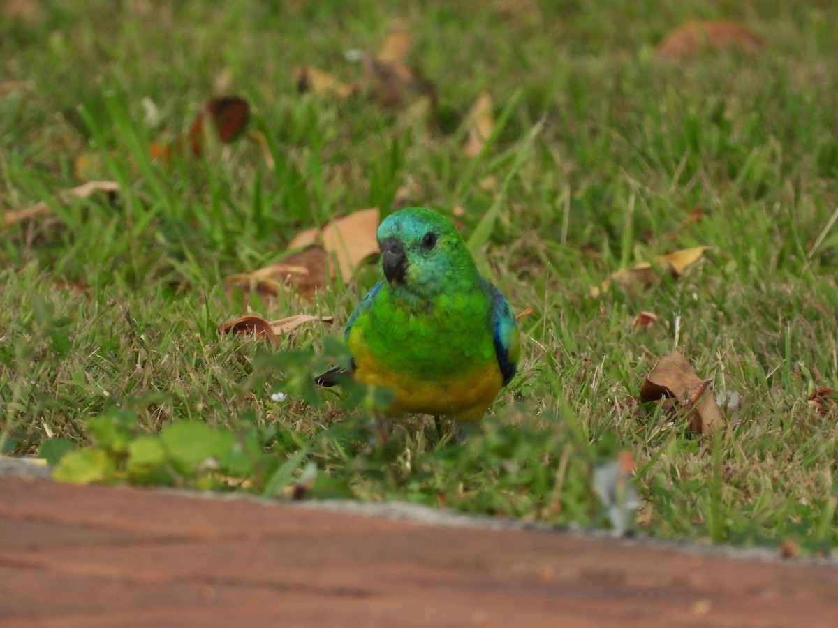 Red-rumped Parrot - ML615624941