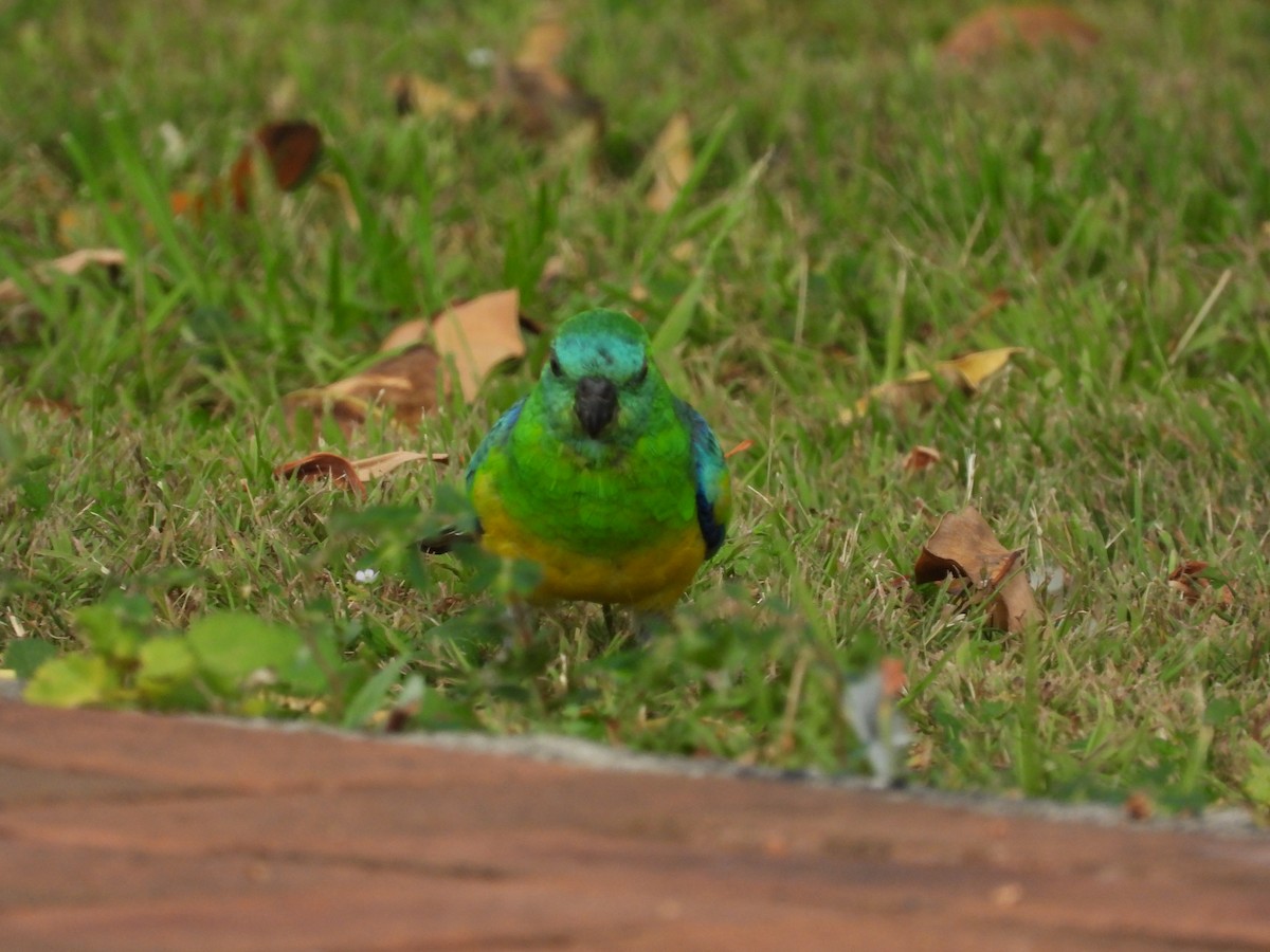 Red-rumped Parrot - ML615624942