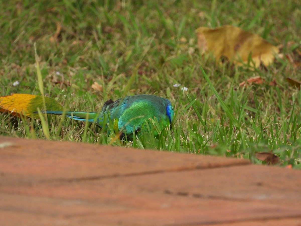 Red-rumped Parrot - ML615624943