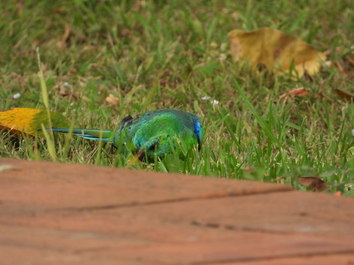 Red-rumped Parrot - ML615624946