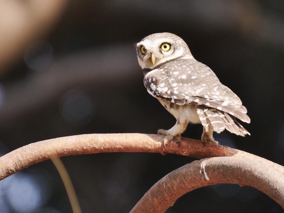 Spotted Owlet - ML615624948
