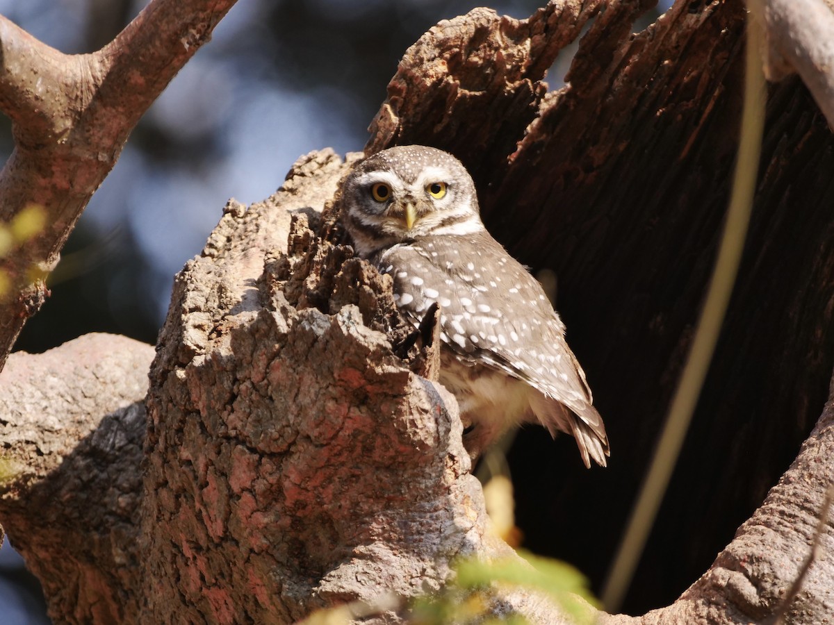 Spotted Owlet - ML615624965