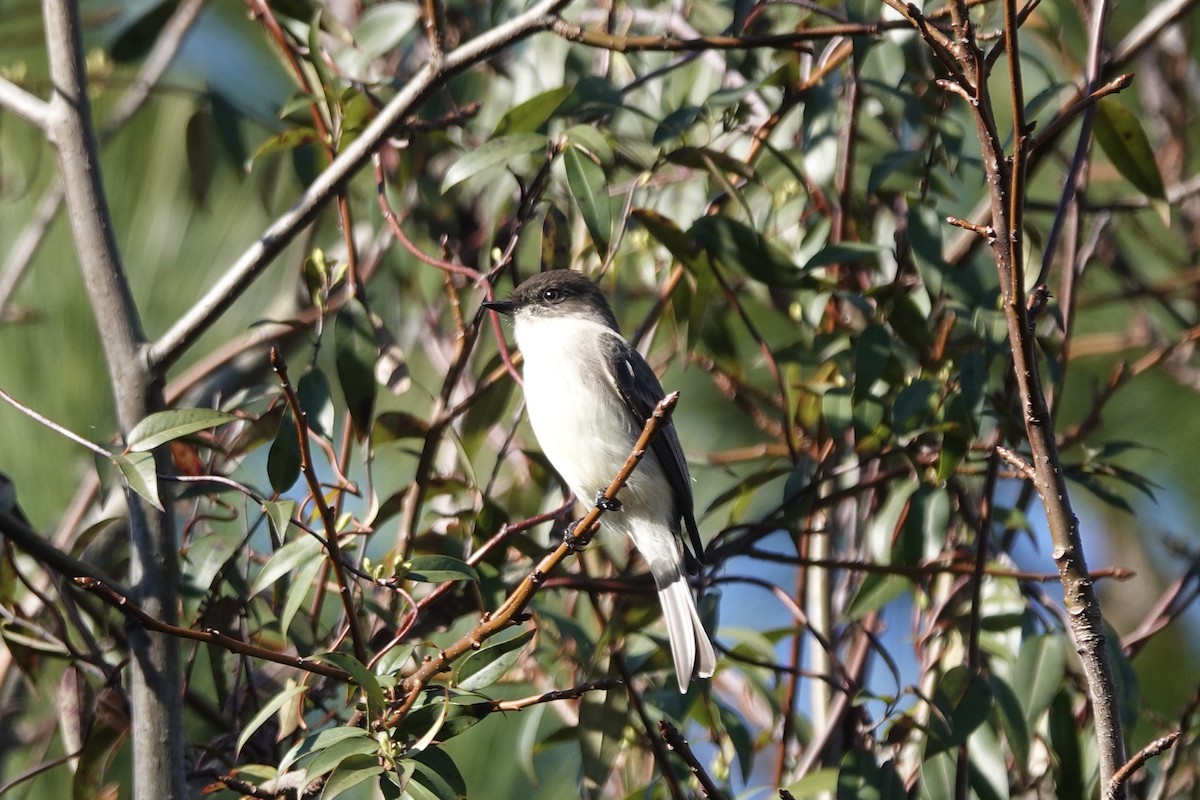 Eastern Phoebe - ML615624990