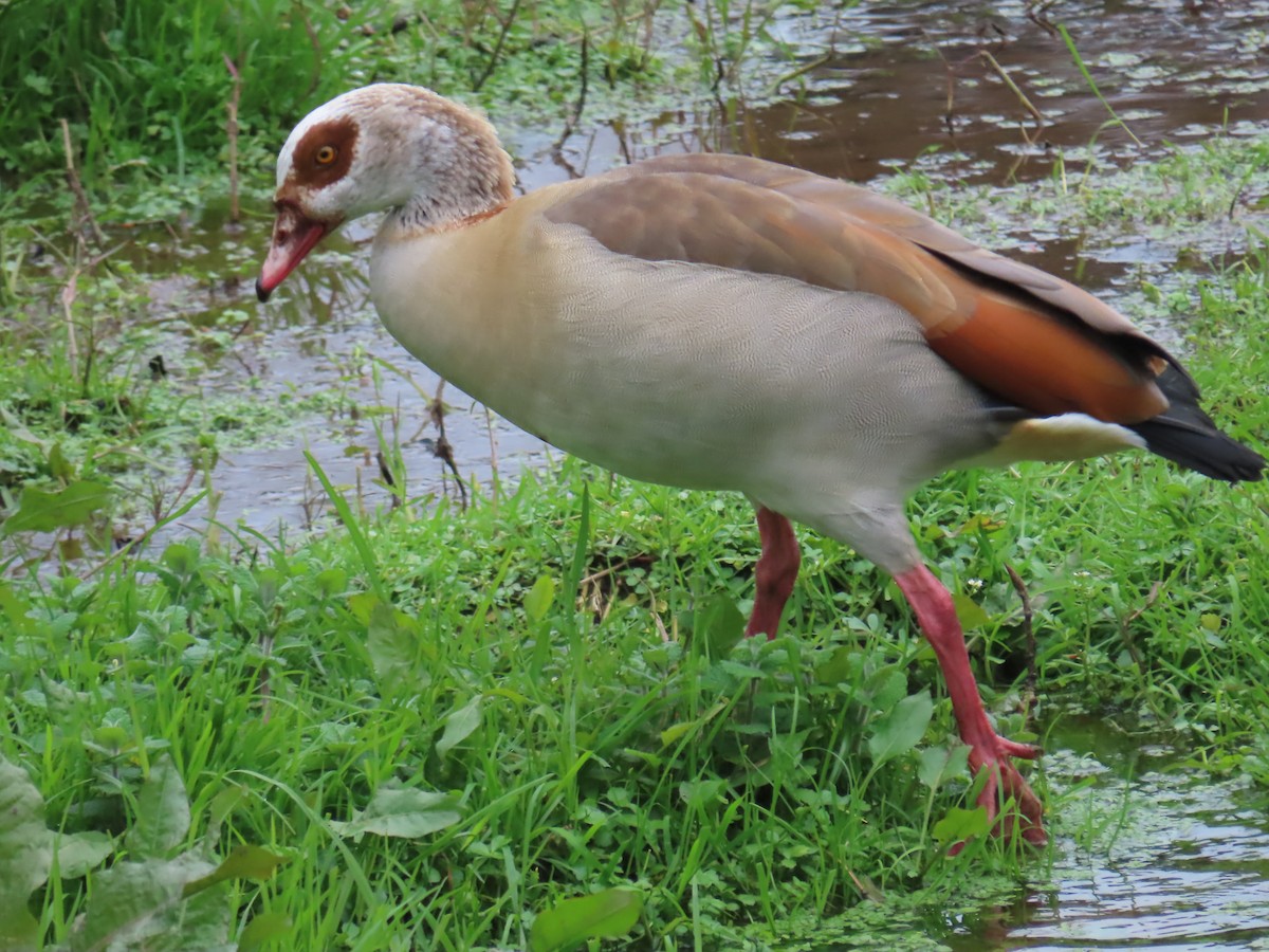 Nilgans - ML615625005