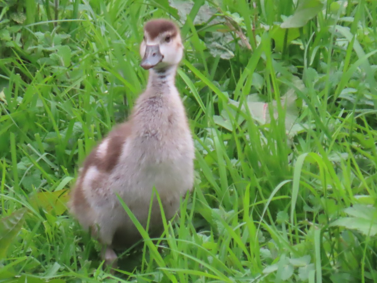 Egyptian Goose - ML615625008