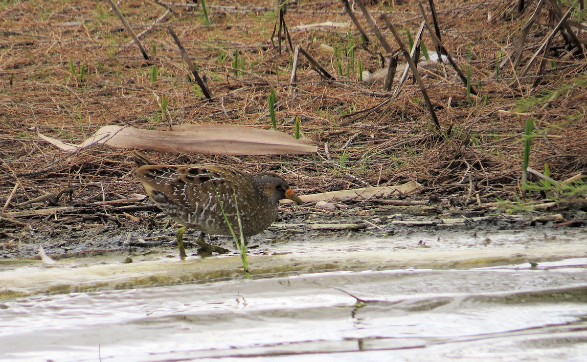 斑胸秧雞 - ML615625009