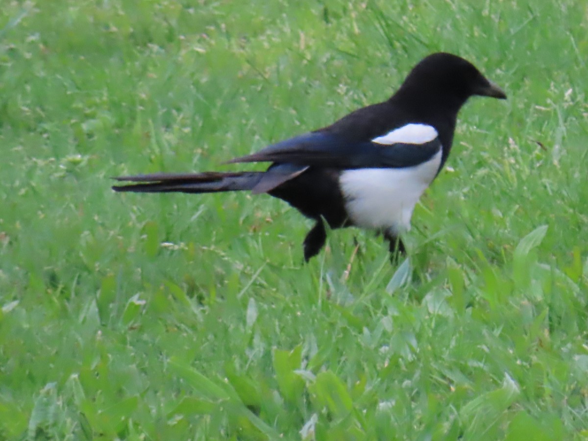 Eurasian Magpie - ML615625020