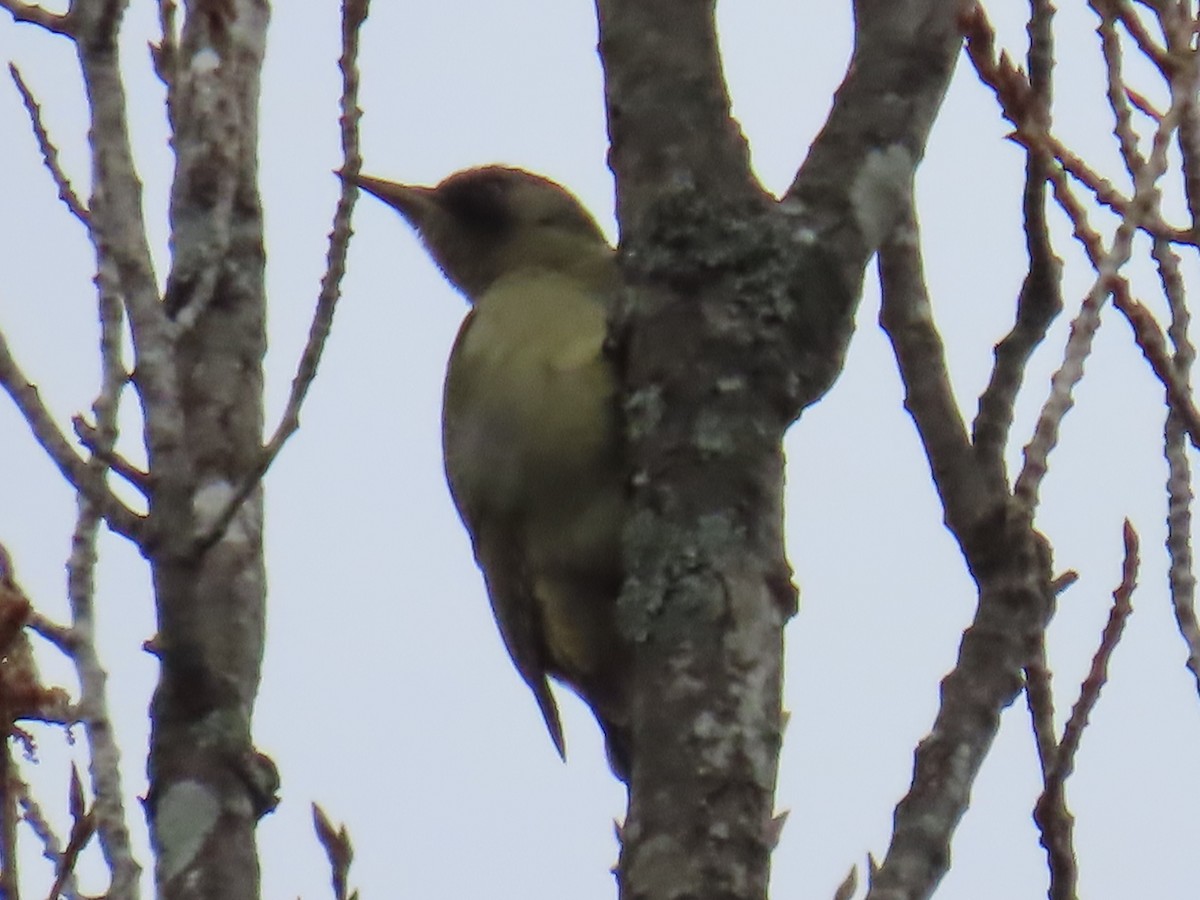 Iberian Green Woodpecker - ML615625024