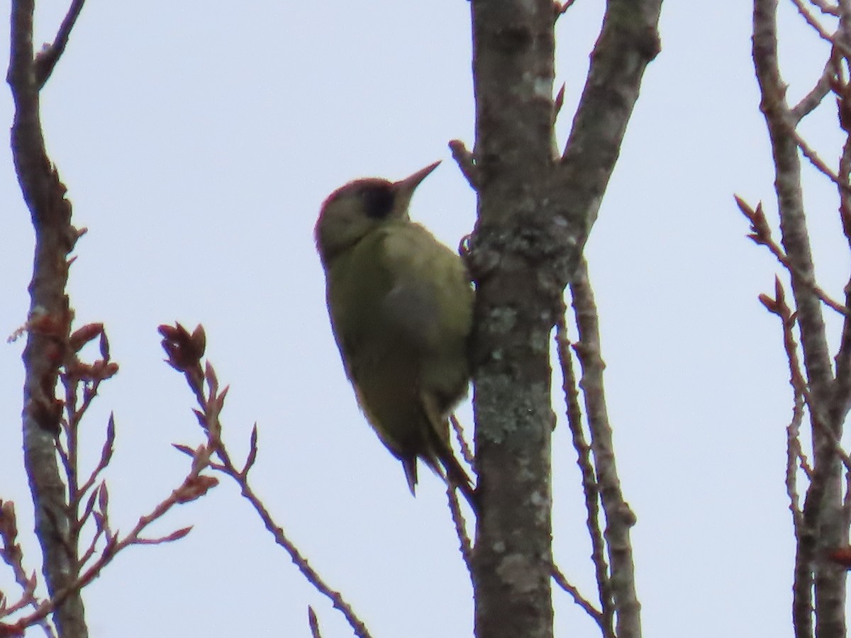 Iberian Green Woodpecker - ML615625025